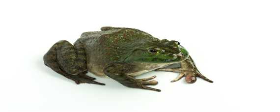 虎纹蛙和黑斑蛙的区别 虎纹蛙和黑斑蛙的区别图片
