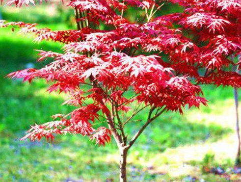 日本红枫种植技术（日本红枫种植方法）