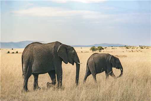 大象是几级保护动物（大象是几级保护动物世界）
