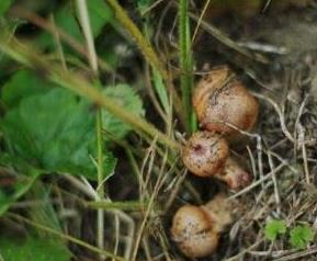 松树蘑菇的功效和作用禁忌 松树蘑菇的功效和作用