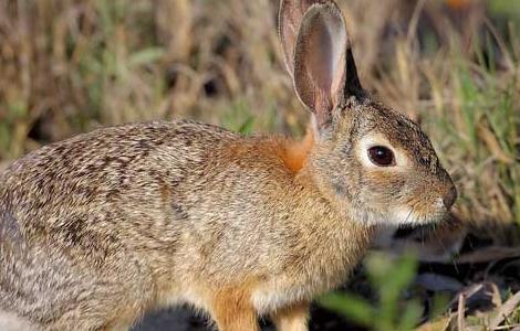 野兔的生活习性 野兔子的生活特征和生活方式