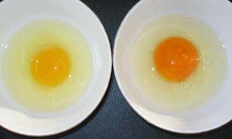 土鸡蛋和普通鸡蛋的营养价值一样吗? 土鸡蛋和普通鸡蛋的区别