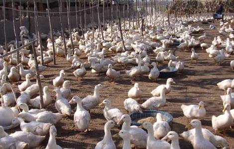 肉鸭养殖如何节省饲料 肉鸭养殖如何节省饲料用量