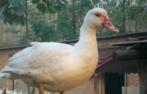 番鸭的饲养技术与管理 番鸭产蛋期饲养管理技术