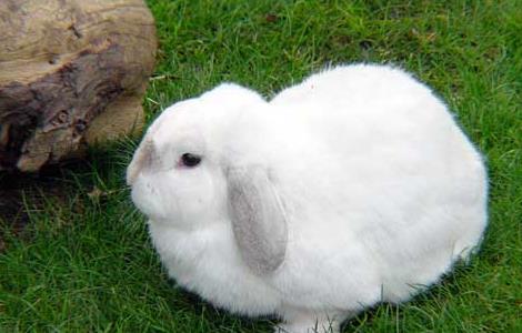 獭兔和家兔的习性区别（獭兔是宠物兔吗）