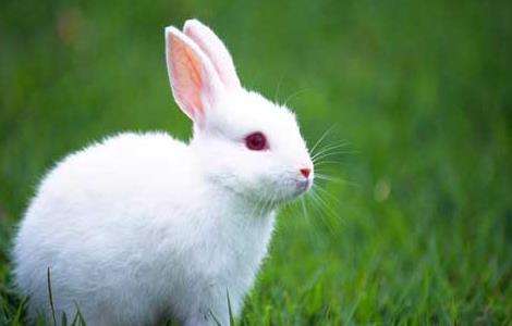 哺乳母兔饲养管理技术 哺乳母兔饲养管理技术规范
