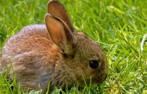 怎样选种母兔 家兔选种育种技巧