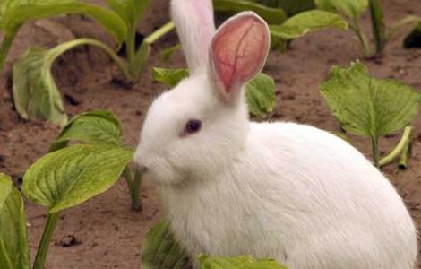 新手养宠物兔需要注意什么 新手养兔的几个小忌讳