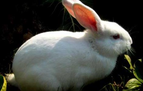 家兔冬季养殖注意防湿 家兔冬季饲养