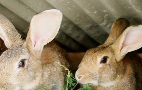 家兔冬季养殖的防疫工作（家兔冬季养殖的防疫工作有哪些）