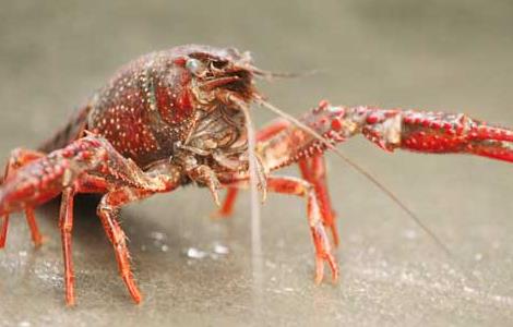 小龙虾养殖效益影响因素 小龙虾养殖效益影响因素有哪些