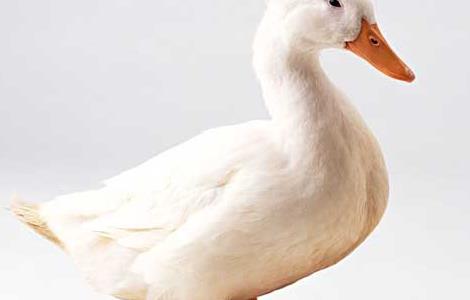怎样辨别鸭子的性别 鸭子的性别分辨方法