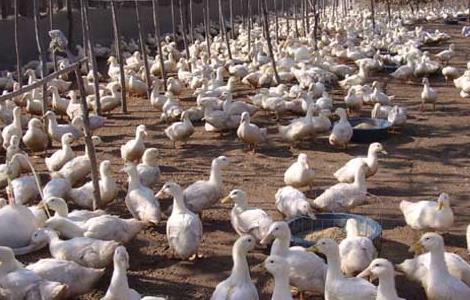 肉鸭养殖成本和利润（肉鸭养殖成本和利润多少）