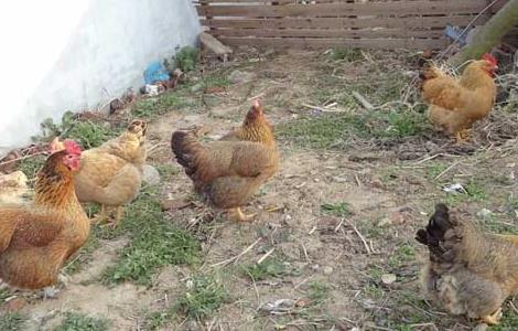 鸡常见寄生虫驱虫方法 鸡常见寄生虫驱虫方法视频