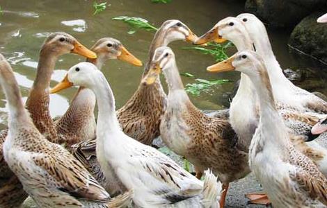 鸭子的饲料是什么 鸭子的野生植物饲料