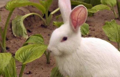 獭兔小兔早断奶管理技术 宠物兔断奶