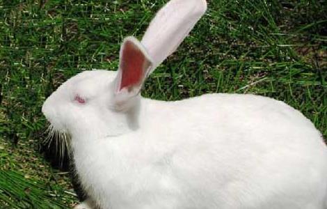 野兔养殖的兔舍环境要求 养野兔技术和方法