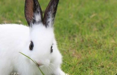 肉兔养殖成本和利润 养殖肉兔子500只利润