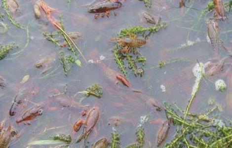 龙虾稻田养殖条件要求 龙虾稻田养殖条件