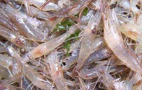 中国对虾养殖技术 中国对虾的养殖