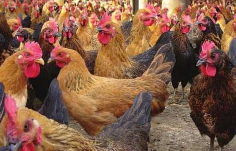 养鸡场消毒方法 养鸡消毒处理方法