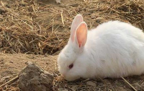 兔子的寿命有多长 一只兔子的寿命有多长