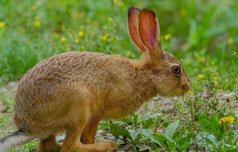 野兔和家兔有什么区别 野兔和兔子的区别