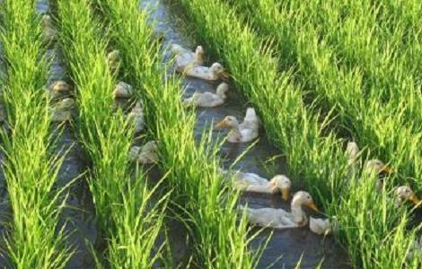 稻鸭共育生态种养技术 稻鸭共育生态种养技术研究