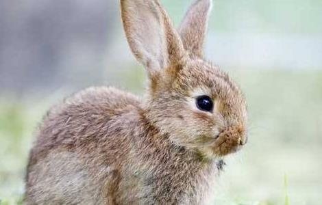 提高幼兔成活率的方法 提高幼兔成活率的方法有哪些