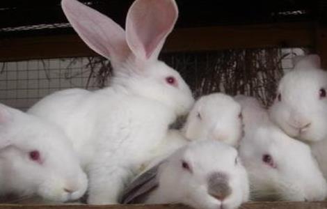 夏季兔子的养殖技术视频 夏季兔子的养殖技术