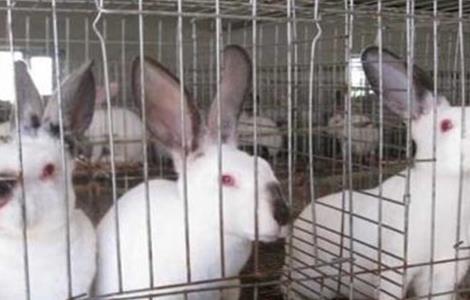 獭兔的养殖技术 獭兔养殖技术视频大全