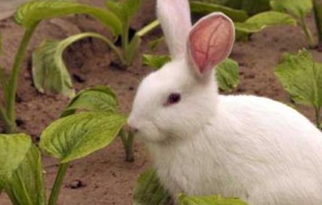 兔子常见的疾病 兔子常见的疾病有哪些住征兆