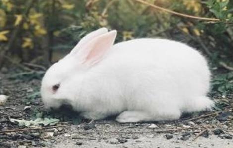 兔子养殖方向 兔子养殖方向图