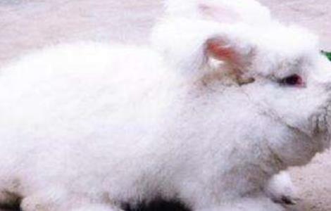 长毛兔催毛方法 兔子拨毛方法