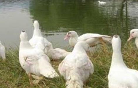 冬季提高鸭子产蛋量的方法 怎样提高鸭子产蛋量