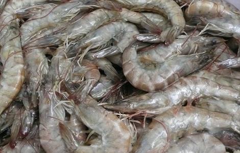 对虾养殖问题 养虾过程中存在的问题