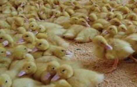 雏鸭对饲养环境条件的要求是 雏鸭对饲养环境条件的要求