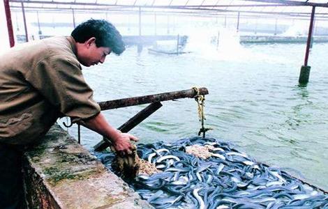 鳗鱼常见疾病及防治技术 鳗鱼常见疾病及防治