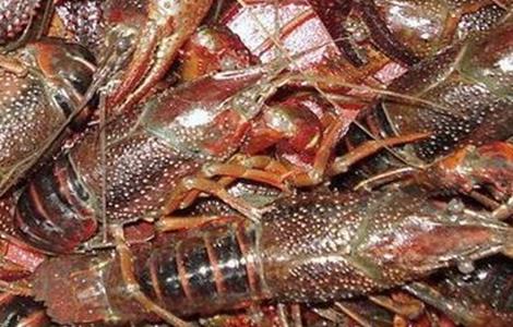 小龙虾养殖时间及技术 秋季养殖小龙虾的管理要点