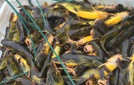 黄颡鱼养殖的要点和方法 黄颡鱼养殖的要点
