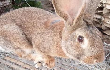 野兔养殖注意事项 野兔的养殖技术及方法