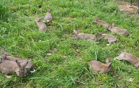 野兔冬季养殖管理要点 野兔冬季养殖管理要点有哪些