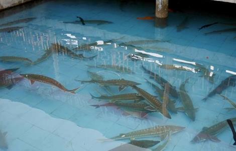 鲟鱼养殖条件（鲟鱼养殖条件温度）
