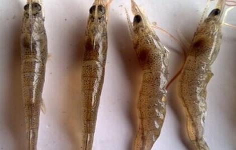 龙虾软壳病怎么治 对虾软壳病的防治方法