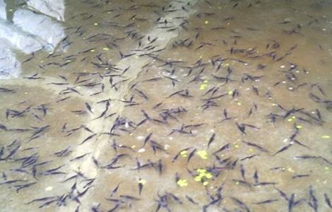 鸭嘴鱼的养殖方法 鸭嘴鱼养殖的注意事项
