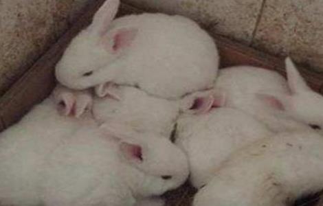兔子养殖技术 兔子养殖技术资料