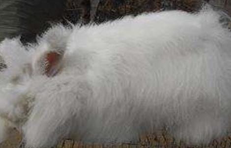 如何提高长毛兔兔毛质量的方法 如何提高长毛兔兔毛质量
