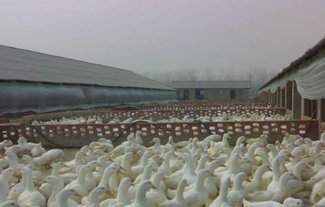肉鸭的饲养技术与防疫程序 肉鸭应激饲养技术