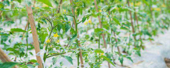 黄瓜苗怎么种植和管理 黄瓜苗怎么种植和管理图