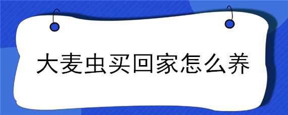 大麦虫买回家怎么养（大麦虫买回家怎么养好）